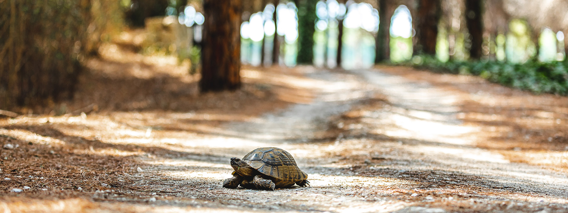 Regnum Carya | GreenDoor Spa & Wellnes | Walking Path